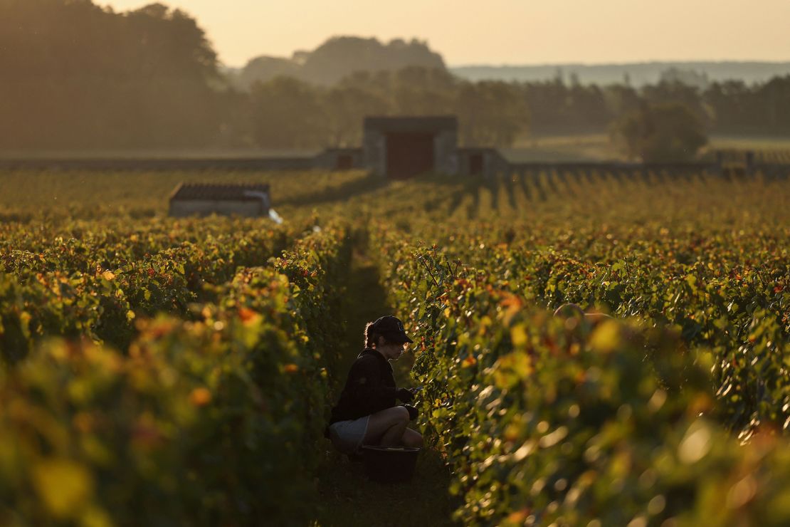 A harvester collects grapes during the harvest at the Château de La Tour, within the Clos Vougeot vineyard in Vougeot, in the Burgundy wine region, on September 11, 2023. (Photo by ARNAUD FINISTRE / AFP) (Photo by ARNAUD FINISTRE/AFP via Getty Images)